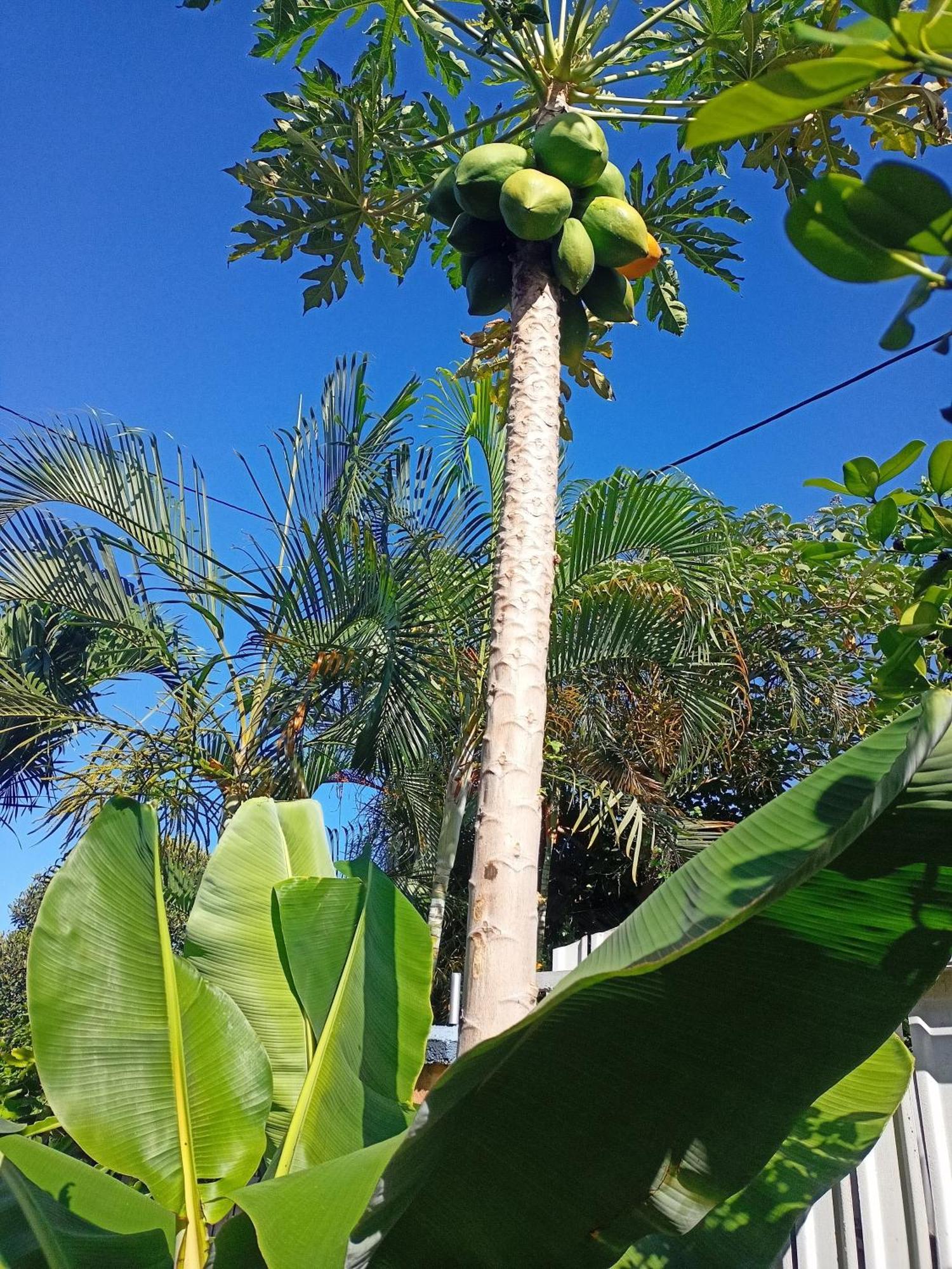 Riviere Saint-Louis Chez Chouchou Bed & Breakfast エクステリア 写真